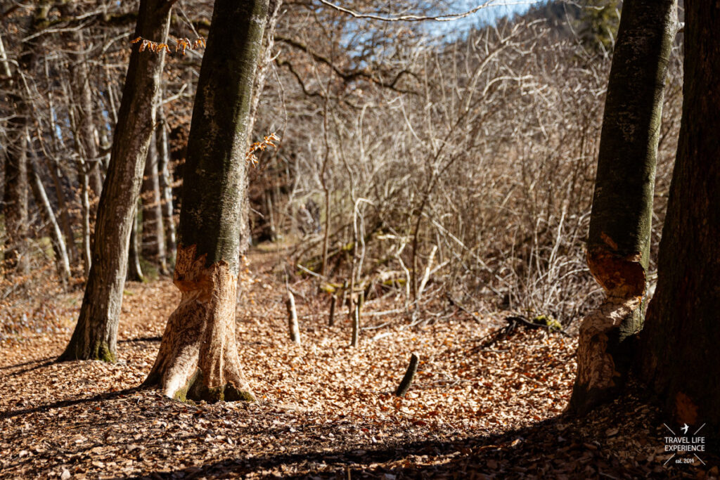 Zwei vom Biber angebissene Bäume am Thanninger Weiher im Tölzer Land