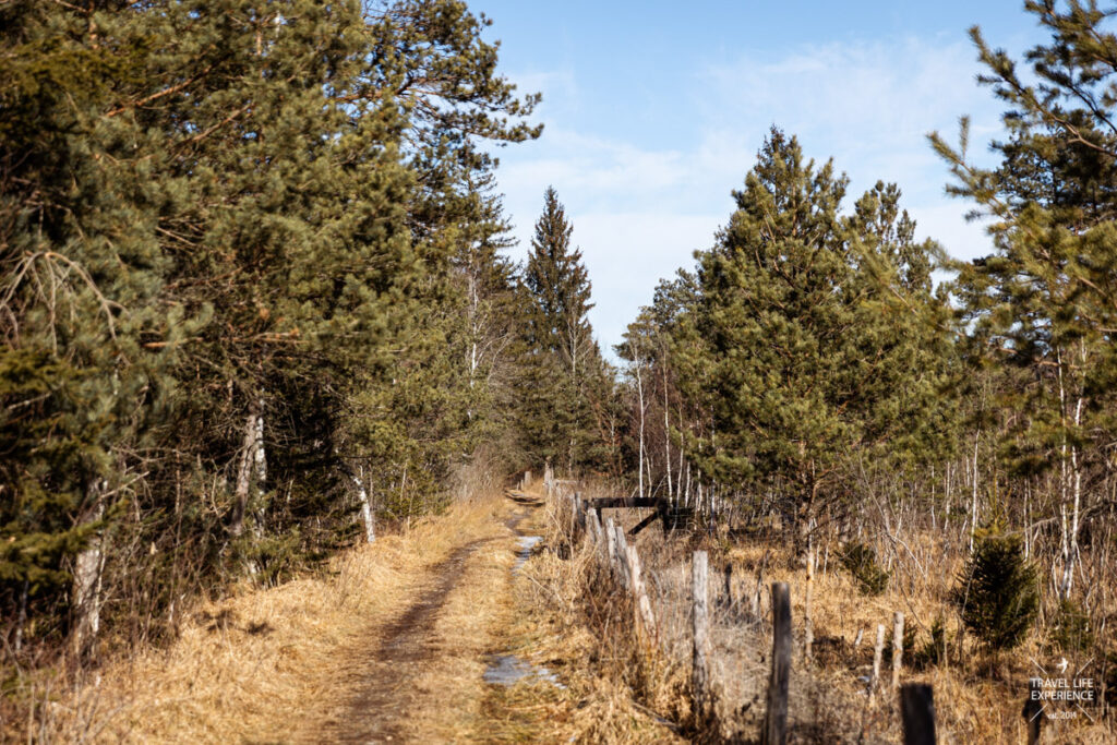 Wanderweg durch das Spatenbräufilz