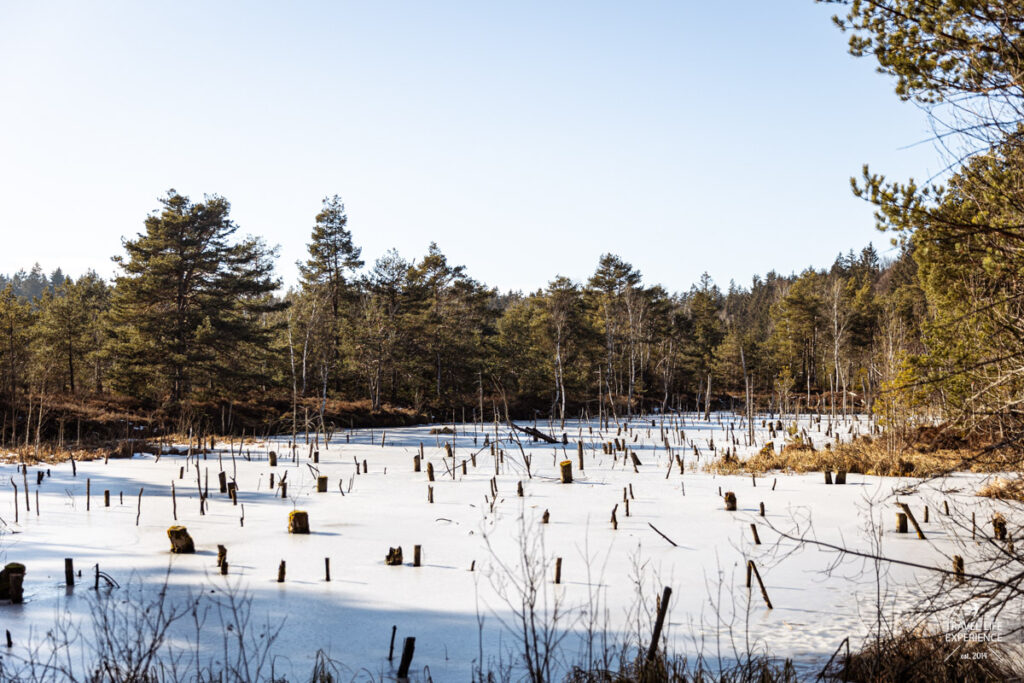 Zugefrorener See im Spatenbräufilz bei Wolfratshausen