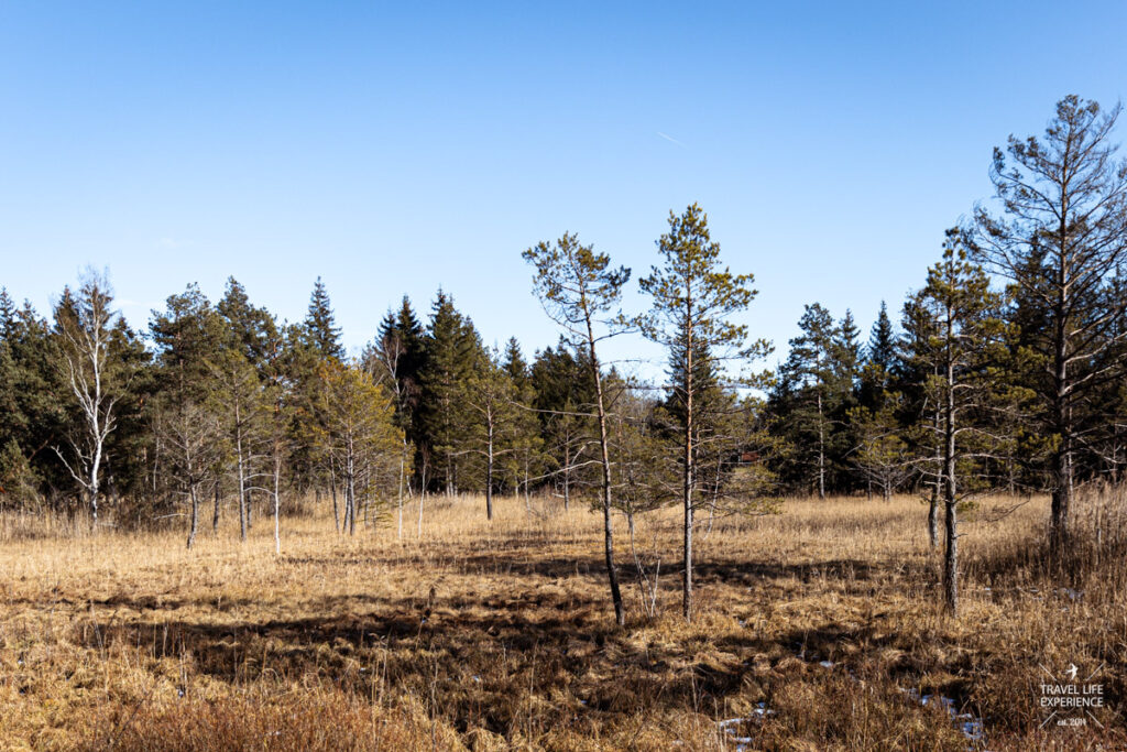 spatenbraeufilz moor wandern sylvia bentele 033