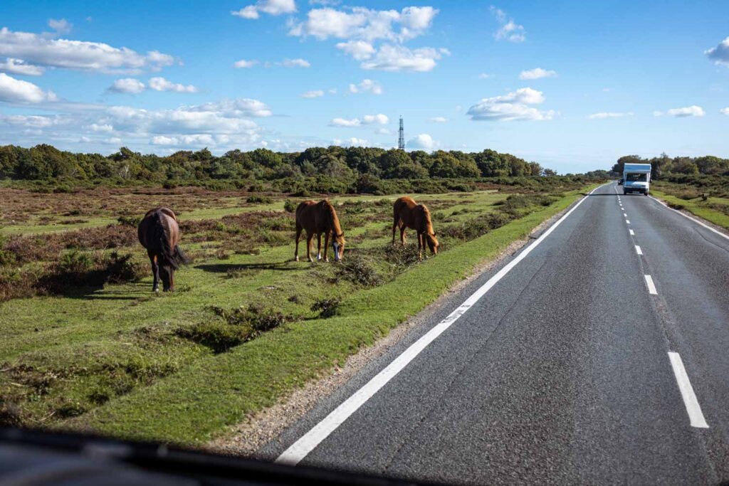 New Forest Ponys an der Straße im New Forest National Park