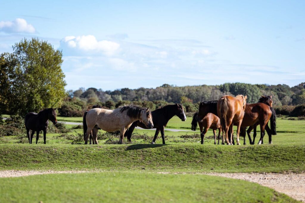 New Forest Ponys im New Forest National Park
