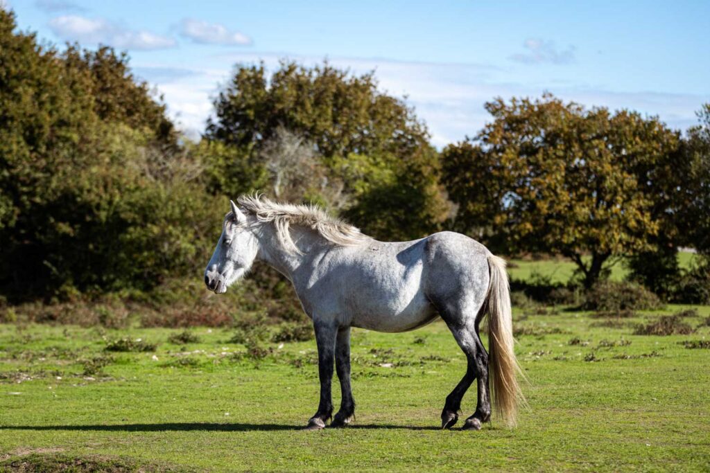 New Forest Pony im New Forest National Park