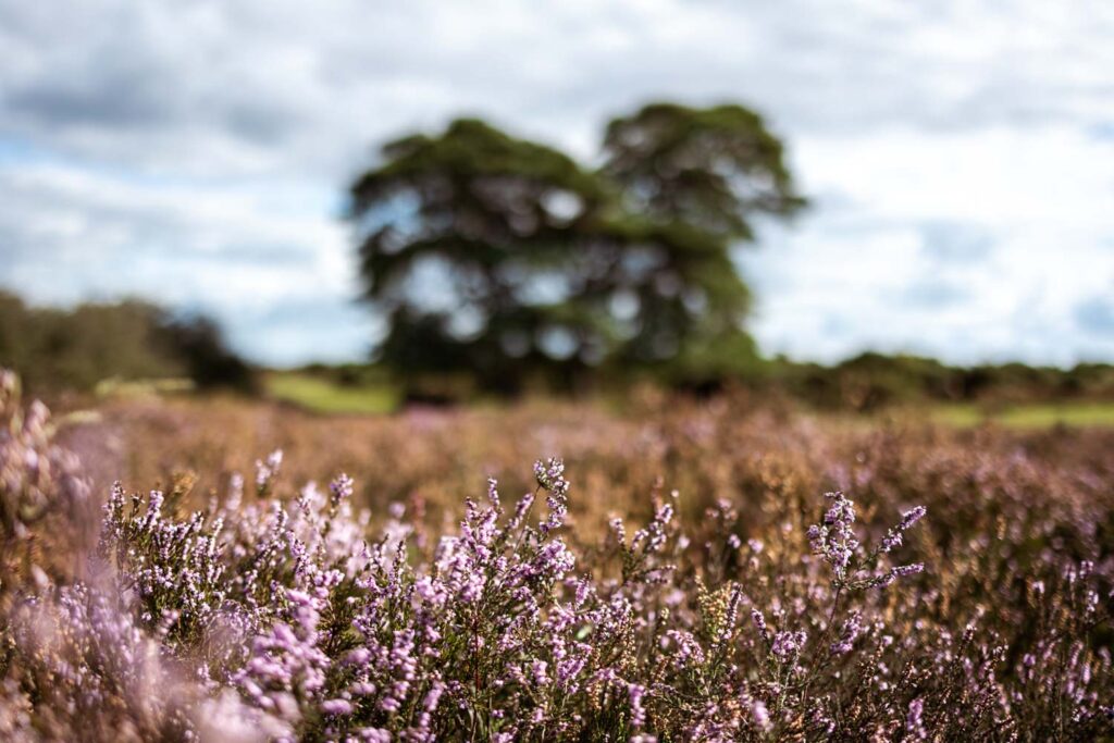 Heidelandschaft im New Forest National Park - Mit dem Wohnmobil nach England
