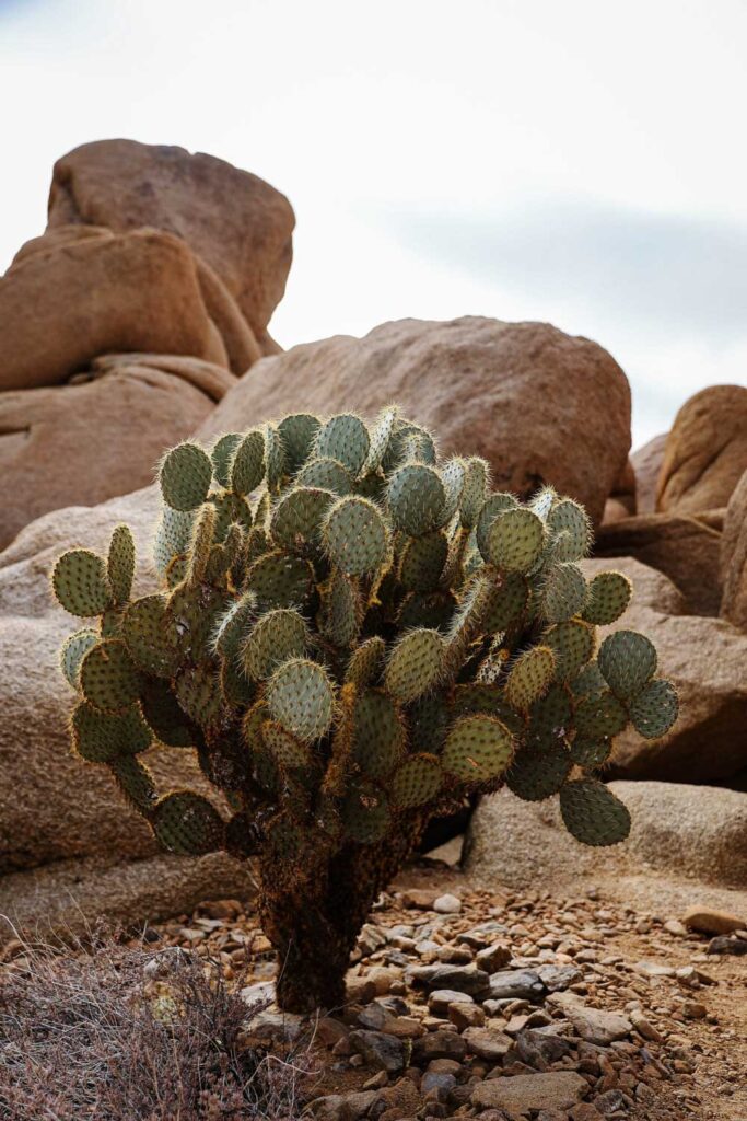 Prickly Pear Cactus im Joshua Tree Nationalpark