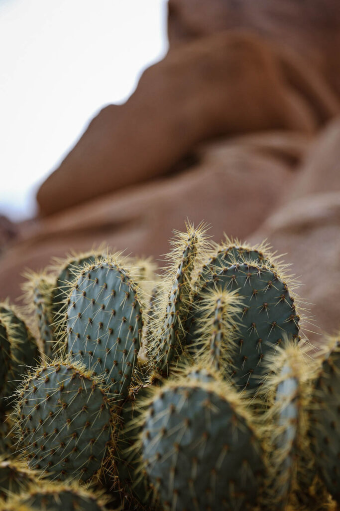 Prickly Pear Cactus im Joshua Tree Nationalpark