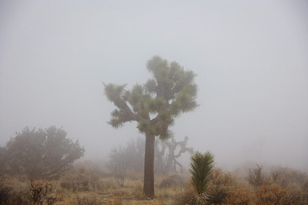 Joshua Tree im Nebel - die Wetterverhältnisse im März können unberechenbar sein im Joshua Tree Nationalpark