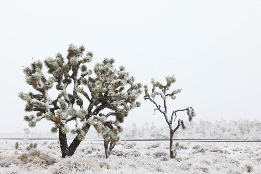 Schnee in der Wüste: im März kann in der Mojave Wüste Schnee fallen