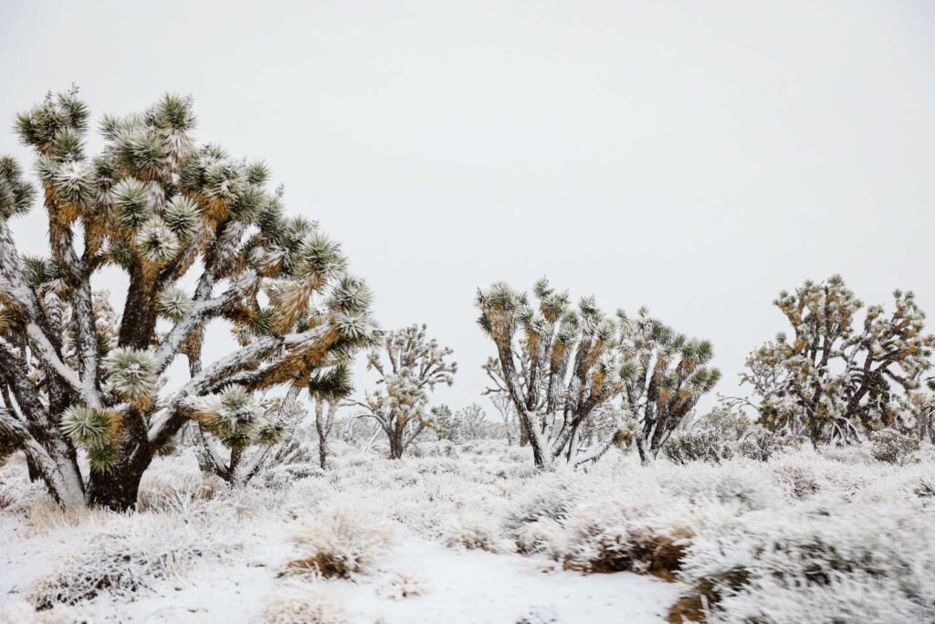 Schnee in der Wüste: im März kann in der Mojave Wüste Schnee fallen