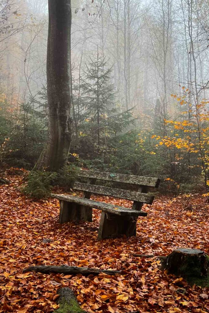 Nebel auf der Wanderung zur Steinklamm bei Spiegelau im Herbst im Bayerischen Wald