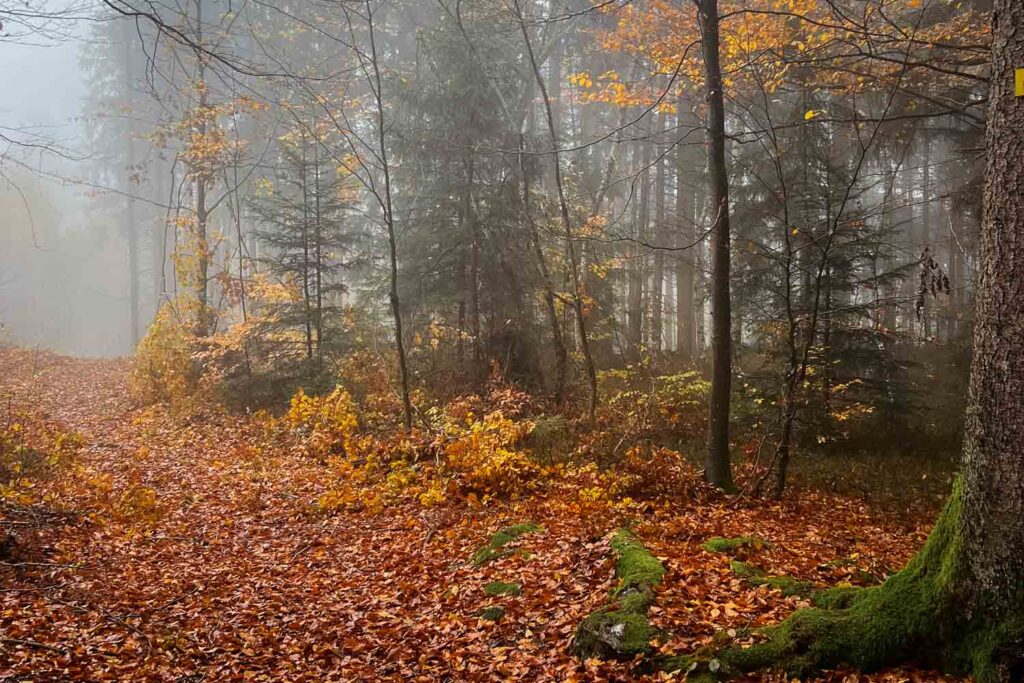 Nebel auf der Wanderung zur Steinklamm bei Spiegelau im Herbst im Bayerischen Wald