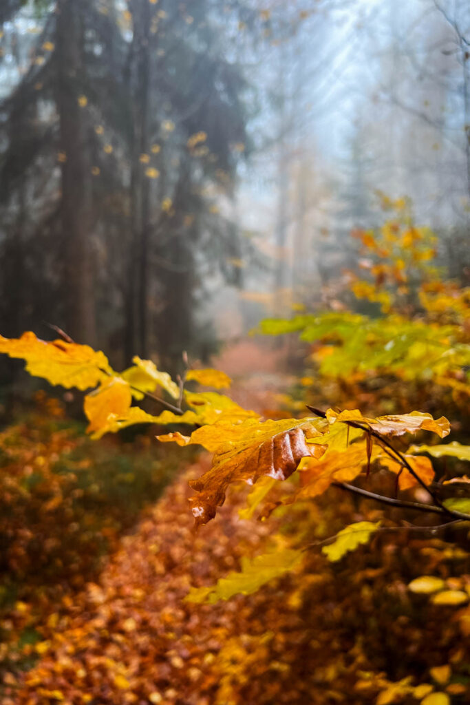 Nebel auf der Wanderung zur Steinklamm bei Spiegelau im Herbst im Bayerischen Wald