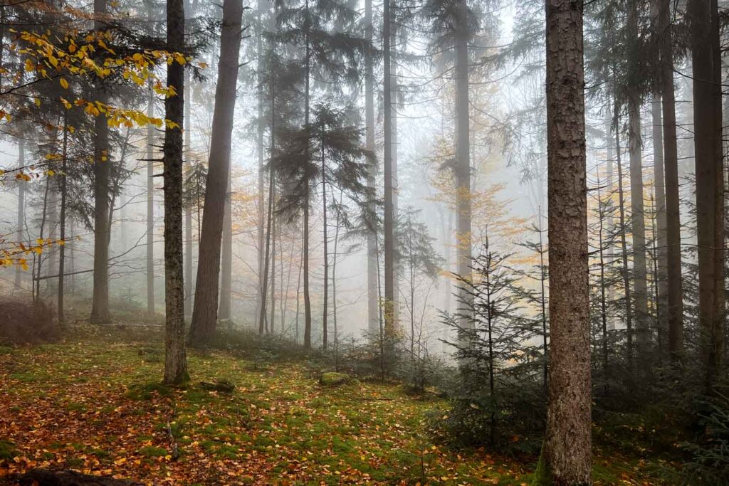 Nebel auf der Wanderung zur Steinklamm bei Spiegelau im Herbst im Bayerischen Wald