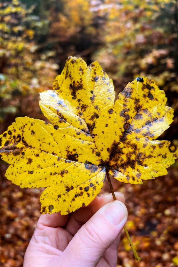 Gelb gefärbtes Herbstlaub im Bayerischen Wald