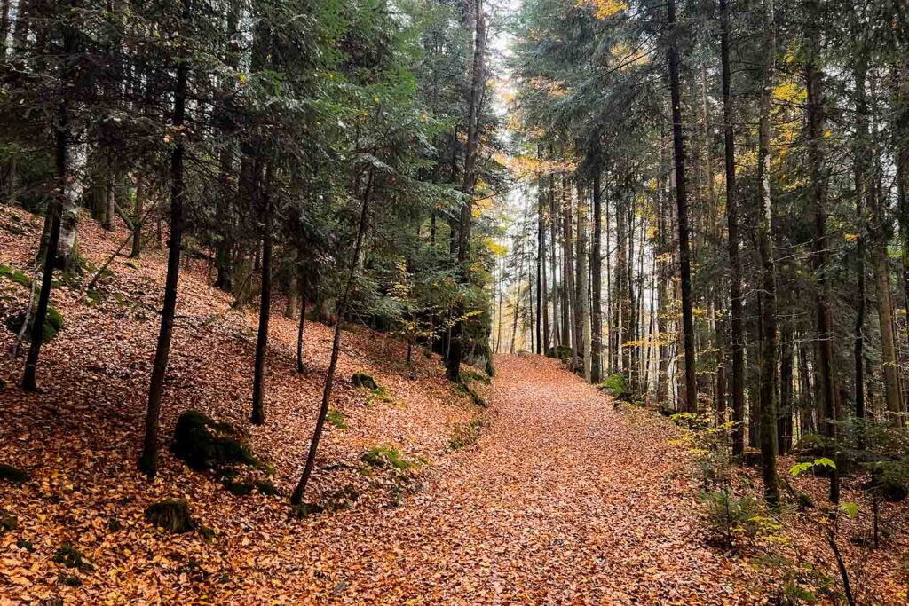 Wanderung zur Steinklamm bei Spiegelau im Herbst im Bayerischen Wald