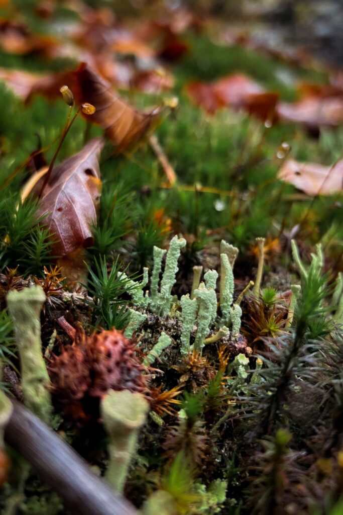Waldboden im Details im Herbst im Bayerischen Wald