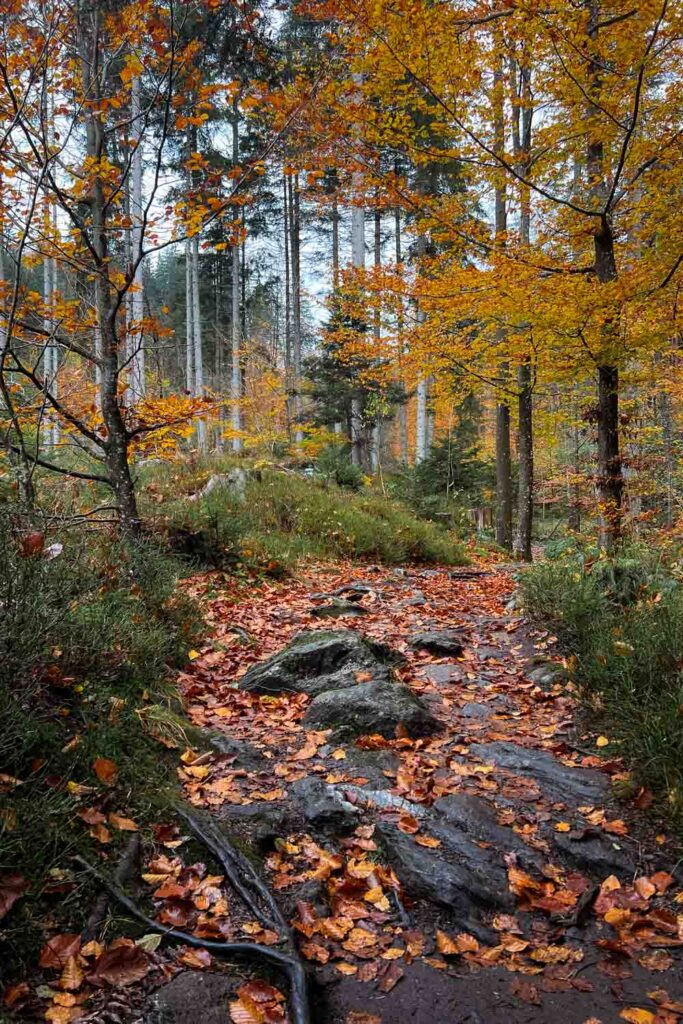 Steinklamm bei Spiegelau Rundwanderung im Herbst im Bayerischen Wald