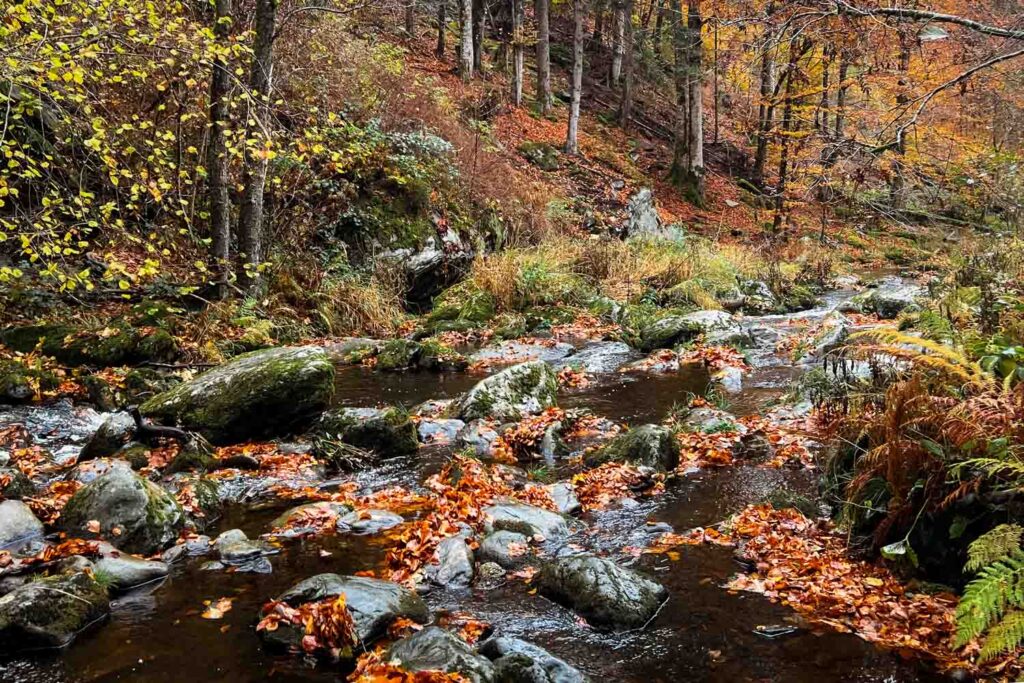 Steinklamm bei Spiegelau Rundwanderung im Herbst im Bayerischen Wald - Die Große Ohe