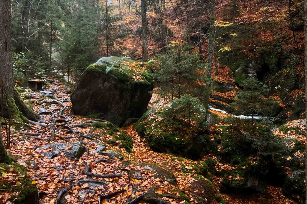 Mit Wurzelwerk durchsetzter Wanderweg in der Steinklamm bei Spiegelau im Nationalpark Bayerischer Wald