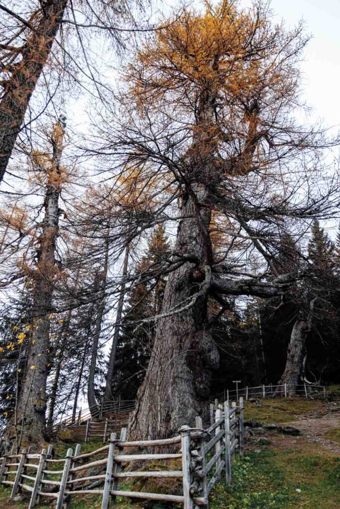 Urlärchen in St. Gertraud im Ultental in Südtirol im November