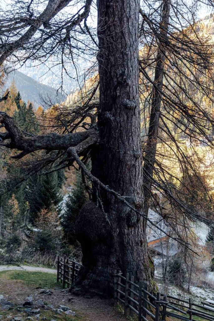 Urlärchen in St. Gertraud im Ultental in Südtirol im November
