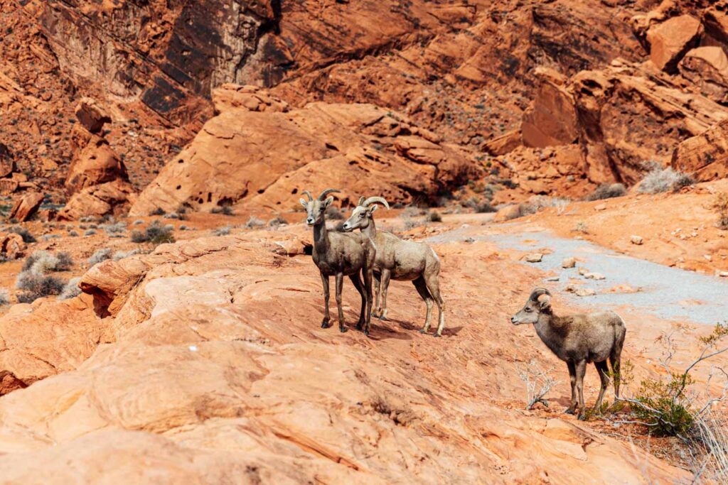 Dickhornschafe am Visitor Center im Valley of Fire State Park